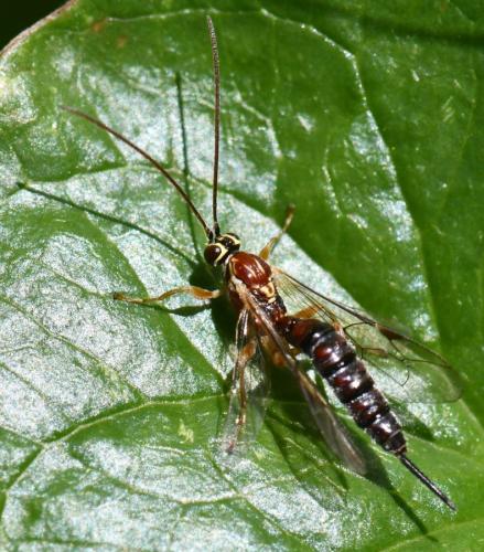 Réf. 305 633 : Tromatobia lineatoria
